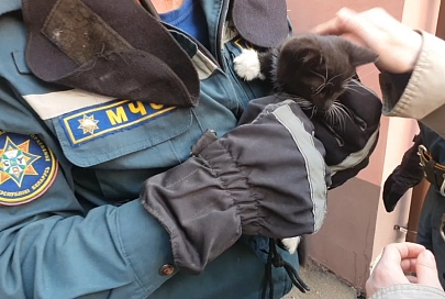 В Гомеле котенок застрял в оконной раме. Ему помогли спасатели